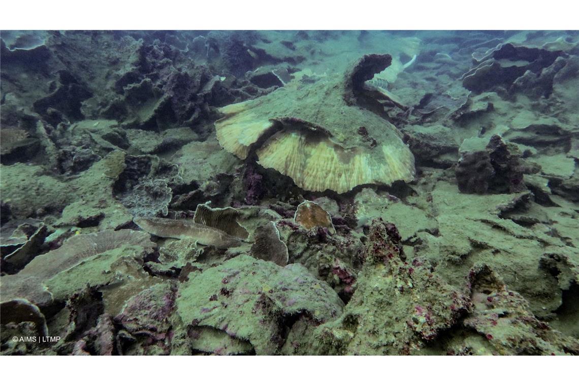 Riff am Limit: Great Barrier Reef verliert massiv Korallen Wirbelstürme haben den Korallen am Great Barrier Reef ebenfalls zugesetzt.