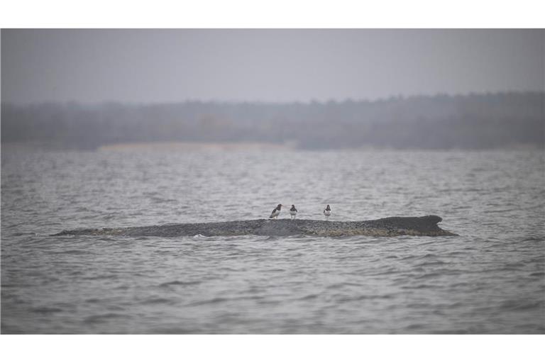 Wird der Buckelwal es schaffen?