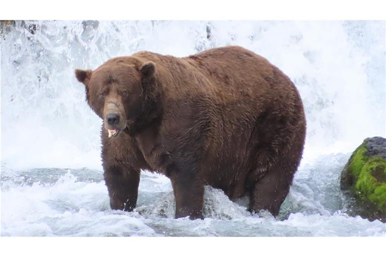 Wird er das Rennen machen?: Braunbär 32 mit Namen Chunk wiegt über 500 Kilogramm und hat eine auffällige Narbe auf der Schnauze.