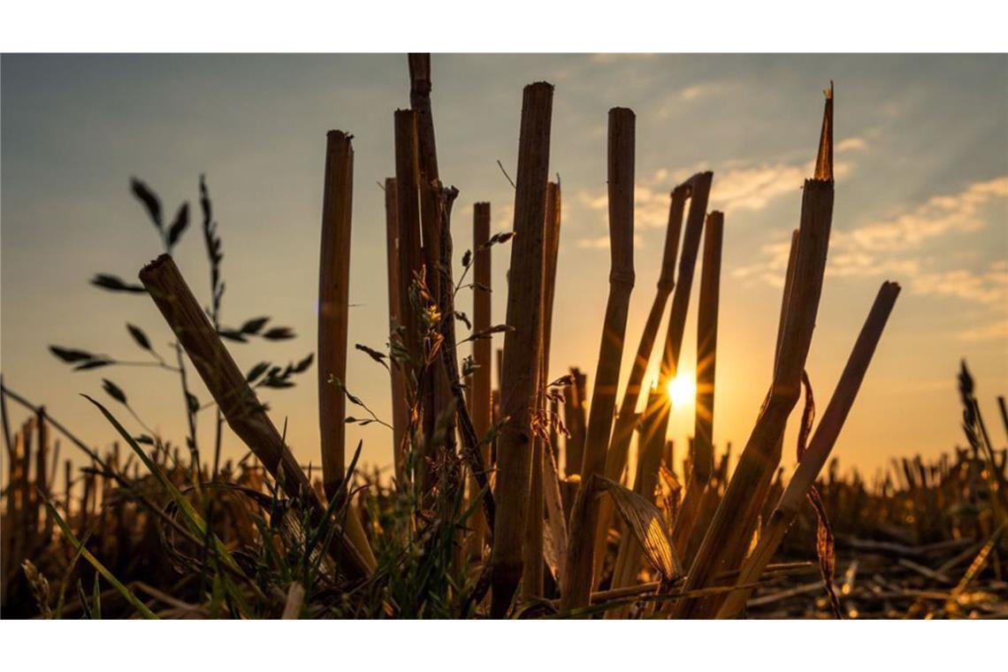 Kommt 2025 wieder ein Jahrhundert-Sommer? Wird es 2025 auf den Feldern wieder so aussehen wie schon im „Jahrhundertsommer“ 2018? So viel steht fest: Nichts Genaues weiß man nicht!