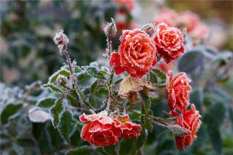 Wird es noch einmal Frost geben?