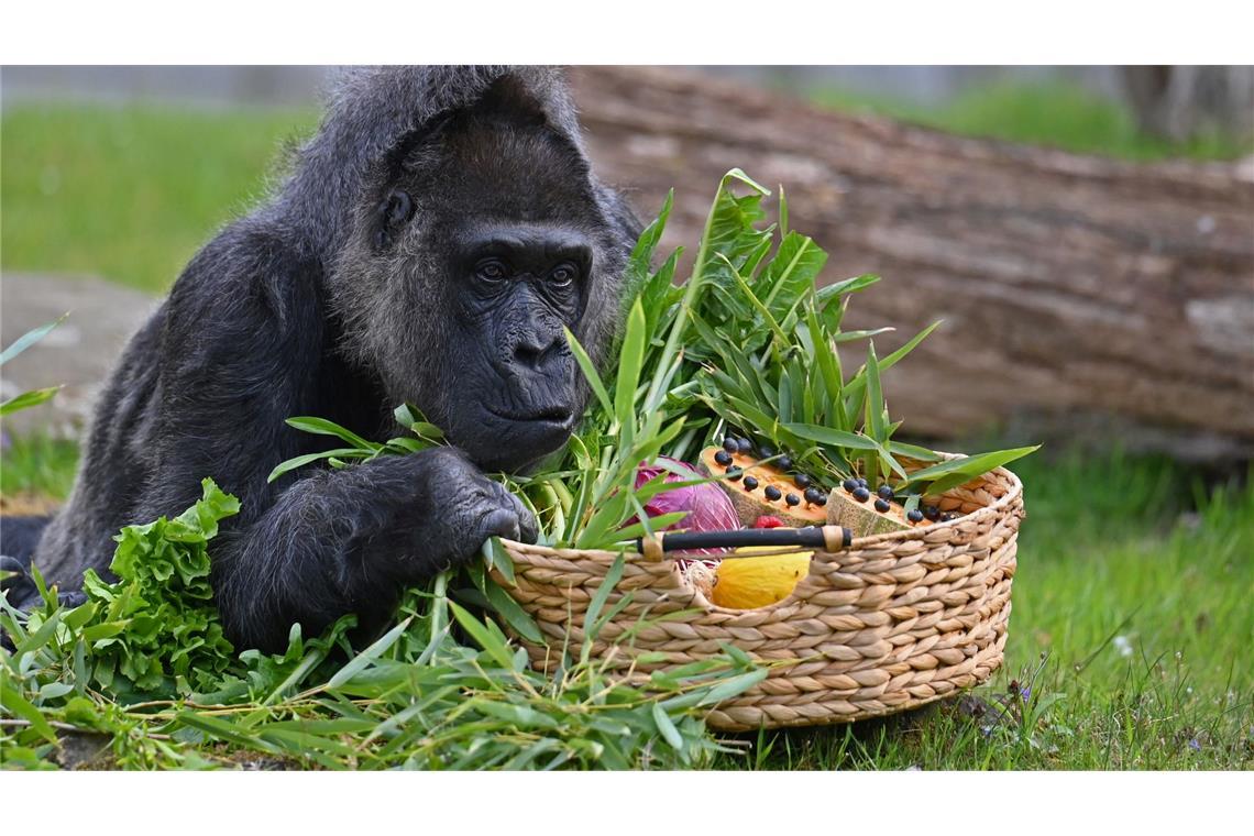 Bilder des Tages Wirklich für mich? Gorilla Fatou, dem Zoologischen Garten Berlin zufolge die älteste Gorilladame der Welt, hat einen Obstkorb zum 68. Geburtstag bekommen.