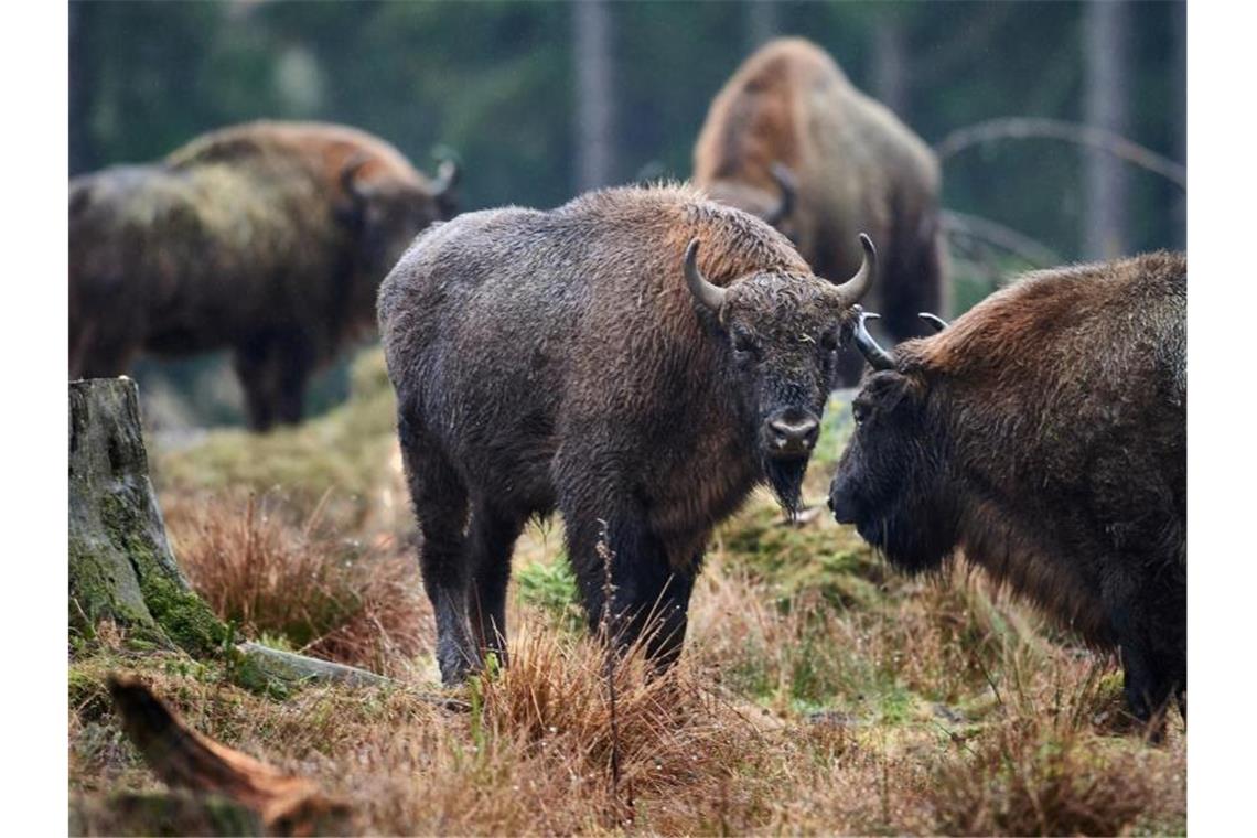 BGH: Waldbauern wehren sich gegen ausgewilderte Wisente