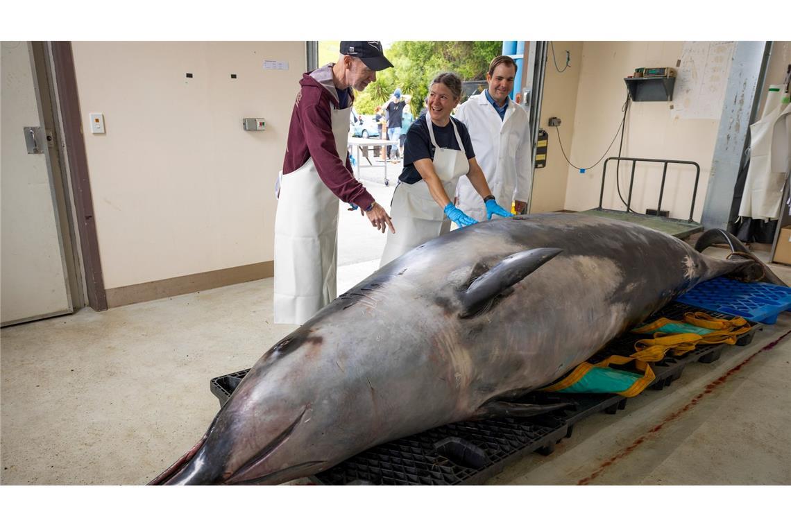 Seltener Wal in Neuseeland seziert - erste Erkenntnisse Wissenschaftler haben den Kadaver eines Bahamonde-Schnabelwals untersucht. (Archivbild)