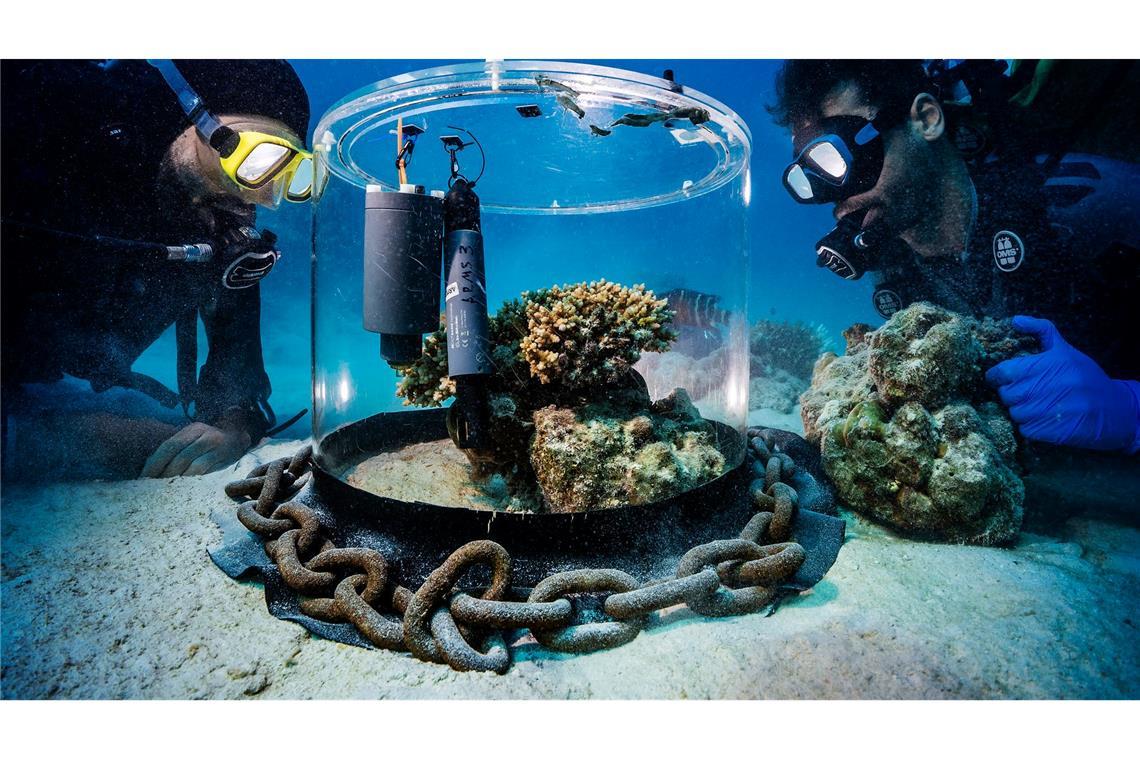 Wissenschaftler untersuchen im Roten Meer Korallen in einem Inkubator.