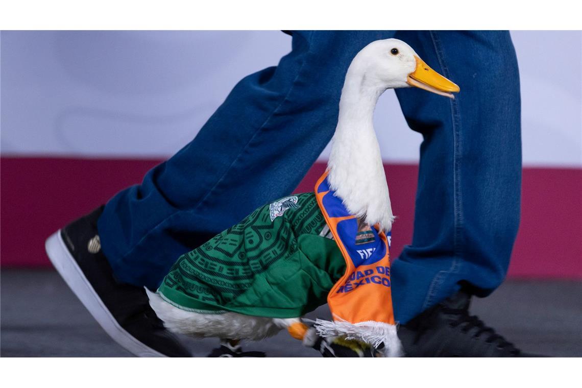 WM-Ente: "Merlin" kommt im mexikanischen Trikot zur täglichen Pressekonferenz der mexikanischen Präsidentin. Die Ente ist in Mexiko ein Star.