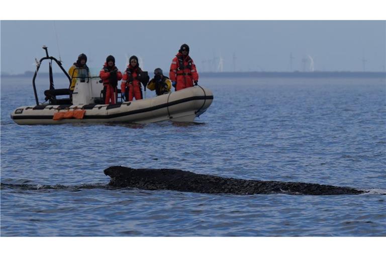 Wo der Wal aktuell genau ist, ist nicht bekannt.