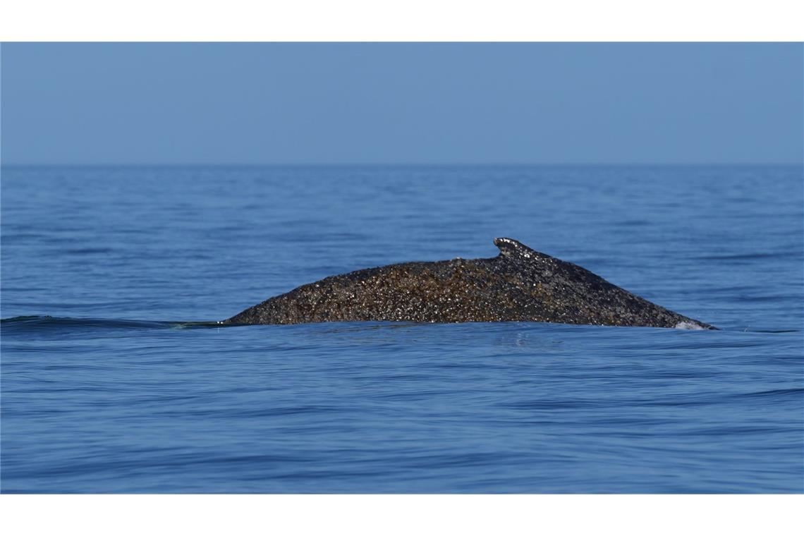 Wo ist der Wal (Archivbild)?