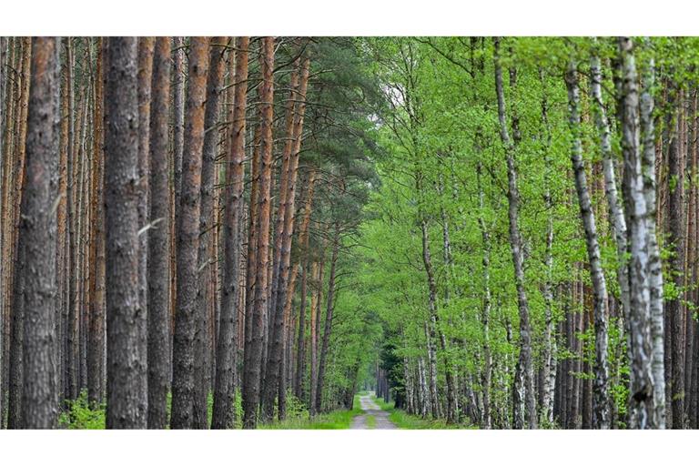 Wo Kiefern auf Birken treffen: Diese Allee verläuft im Wald bei Jacobsdorf in Brandenburg. (Archivfoto)