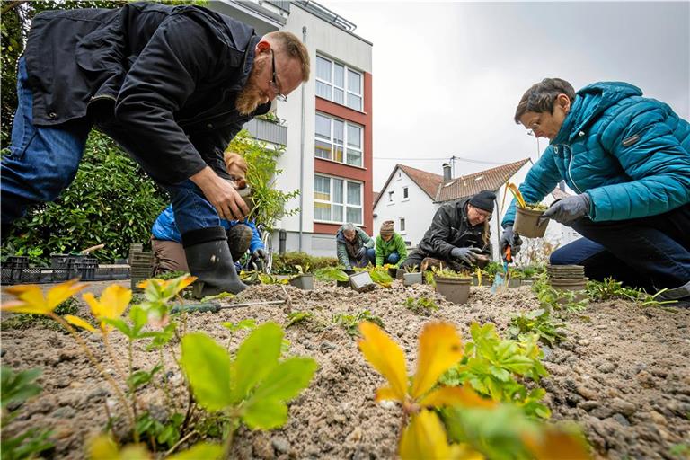 Wo vorher eine Rasenfläche war, werden nun pollenreiche Blumen gepflanzt. Foto: Alex Becher