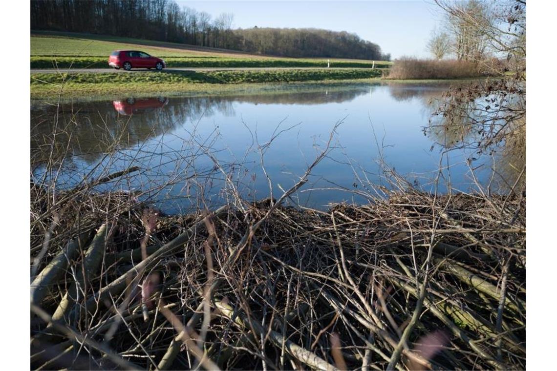 „Bibersee“ sogar auf Google Maps Wochenlang hatten die Nager penibel Äste und Kleinholz aufeinandergestapelt und das Wasser angestaut. Foto: Marijan Murat/dpa