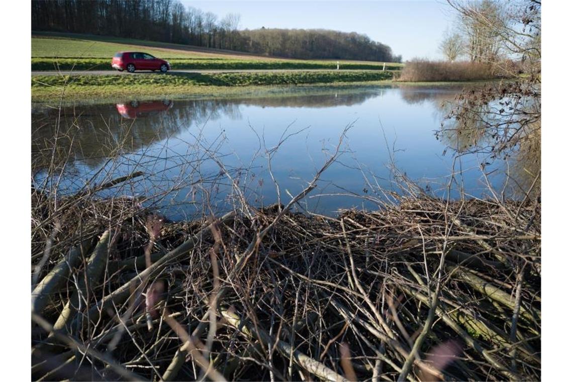 Wochenlang hatten die Nager penibel Äste und Kleinholz aufeinandergestapelt und das Wasser angestaut. Foto: Marijan Murat/dpa