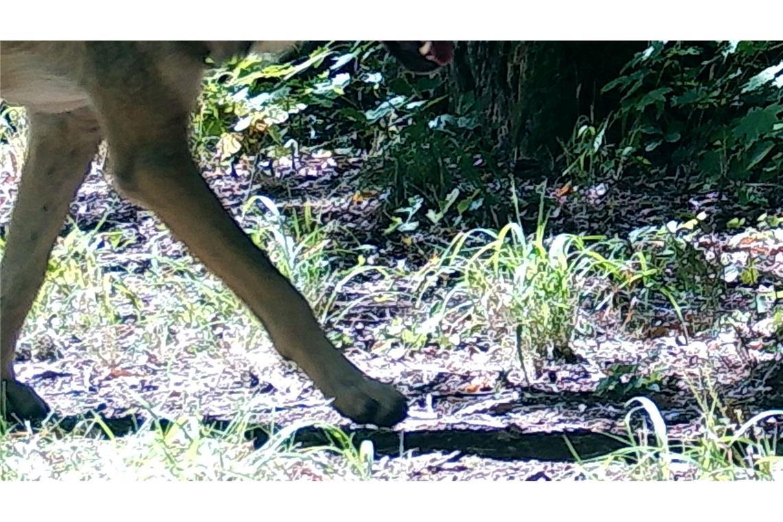 Wölfe behalten ihre Furcht vor Menschen auch dort, wo sie unter Schutz stehen.
