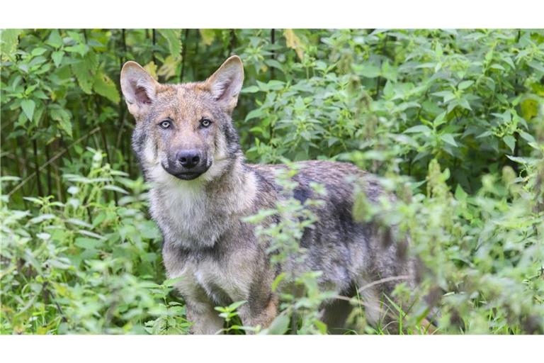 Wölfe bleiben scheu und haben Angst vor Menschen, selbst wenn sie länger in einem Gehege leben.