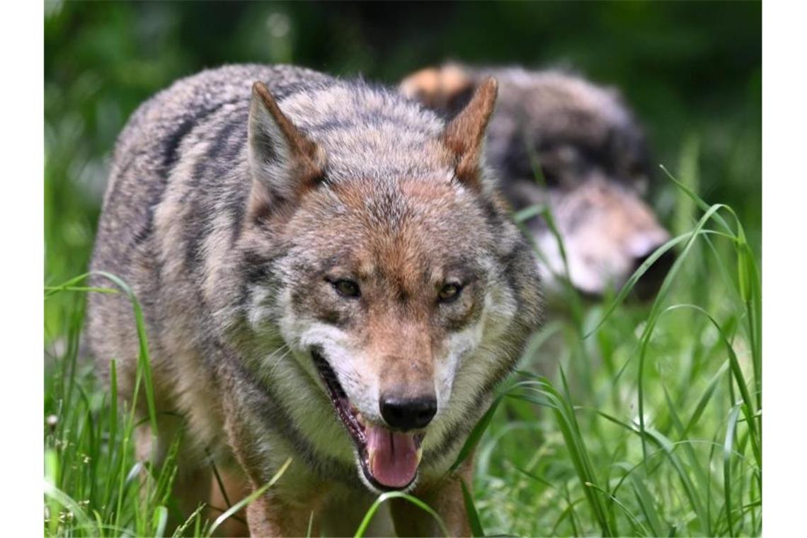 Wölfe laufen durchs Gras. Foto: Carsten Rehder/dpa/Symbolbild