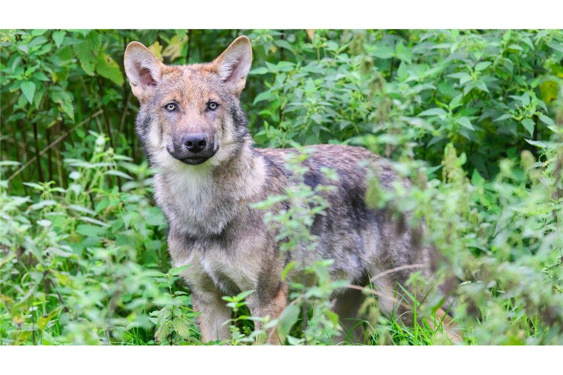 Wölfe meiden Menschen. (Symbolbild)