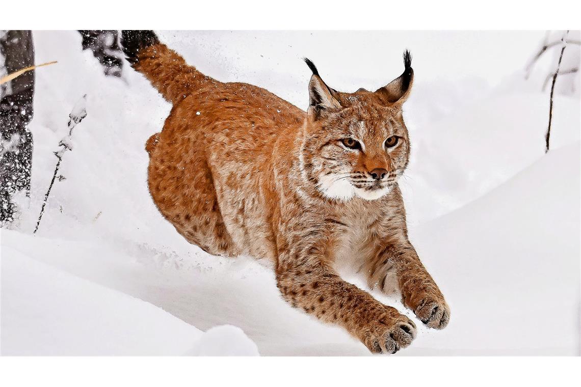 Woher das Tier stammt, ist noch unklar – es wurde aber bereits von Menschen und Wildkameras gesichtet.