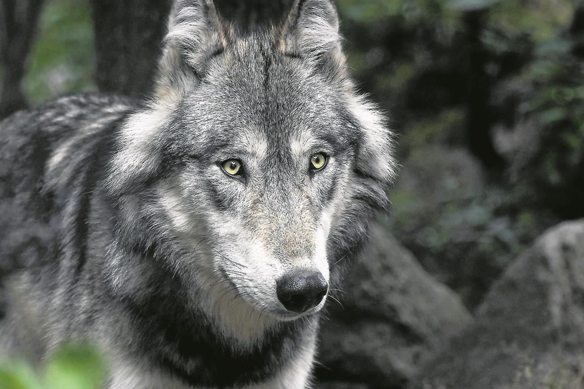 Wolf. Symbolfoto: Pixabay