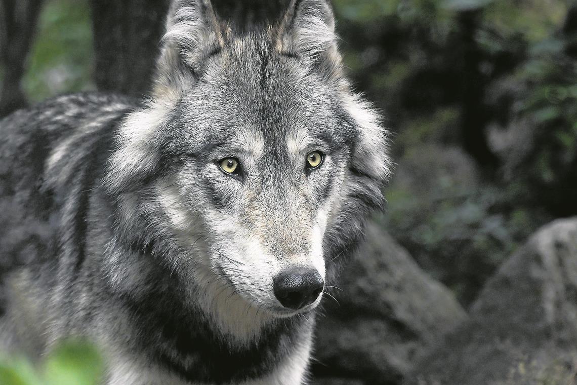 Zwei Zeugen glauben, einen Wolf gesehen zu haben