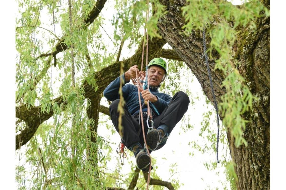 Erfolge und Strafbefehl für Professor nach Baumbesetzung Wolfgang Ertel klettert auf einen Baum, um Klimaaktivisten zu unterstützen. Foto: Felix Kästle/dpa/Archivbild