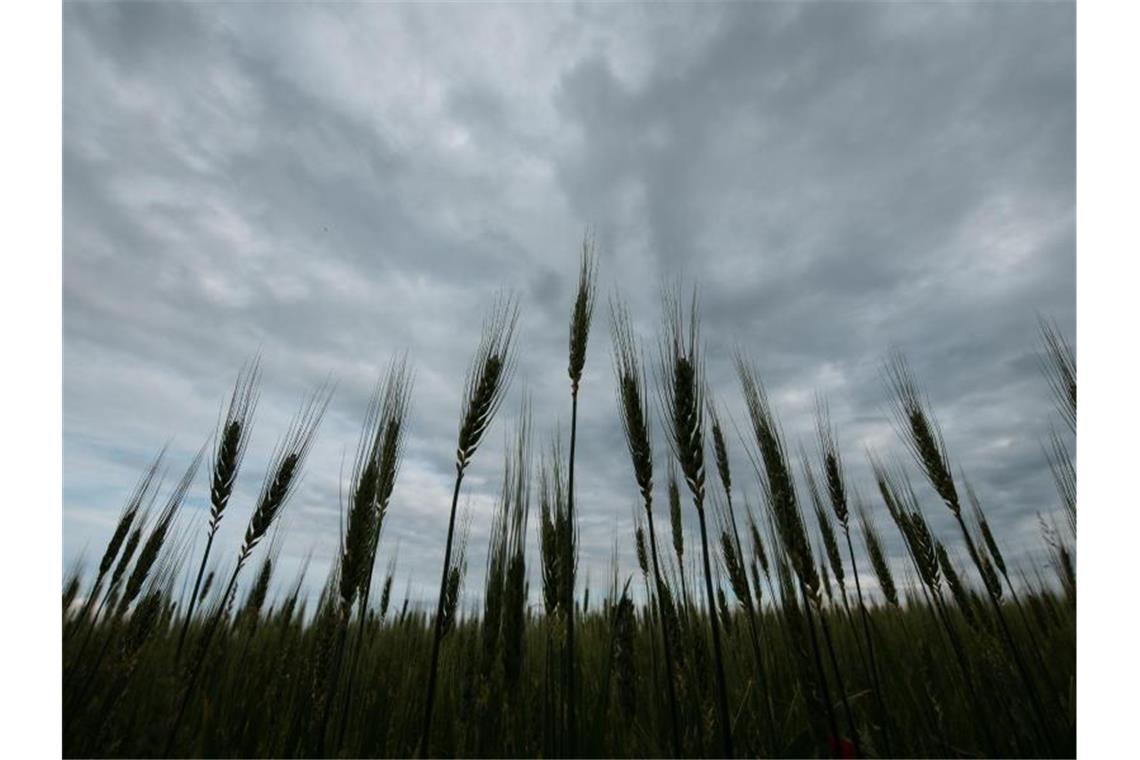 Wolken ziehen über einem Getreidefeld vorbei. Foto: Silas Stein/dpa/Archivbild