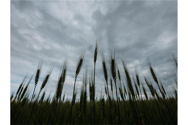Wolken ziehen über einem Getreidefeld vorbei. Foto: Silas Stein/dpa/Archivbild