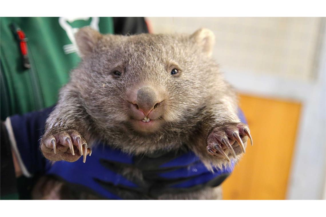 Wonneproppen: Ein Wombat-Baby wird im Bergzoo in Halle gehalten.
