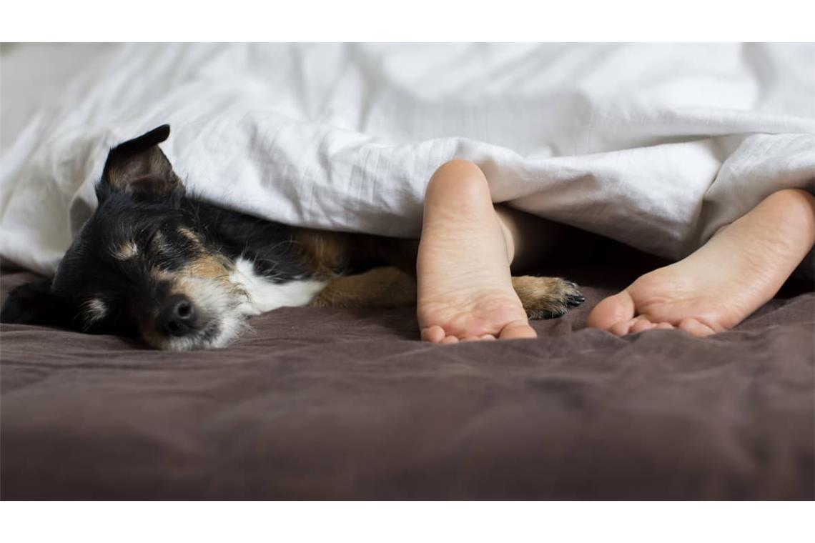Würde man Hunde fragen, wäre die Sache wohl klar: Natürlich schlummern sie eng an ihren Menschenkumpel gekuschelt, immer und überall. Als Rudeltiere schlafen Hunde generell gern eng beieinander.