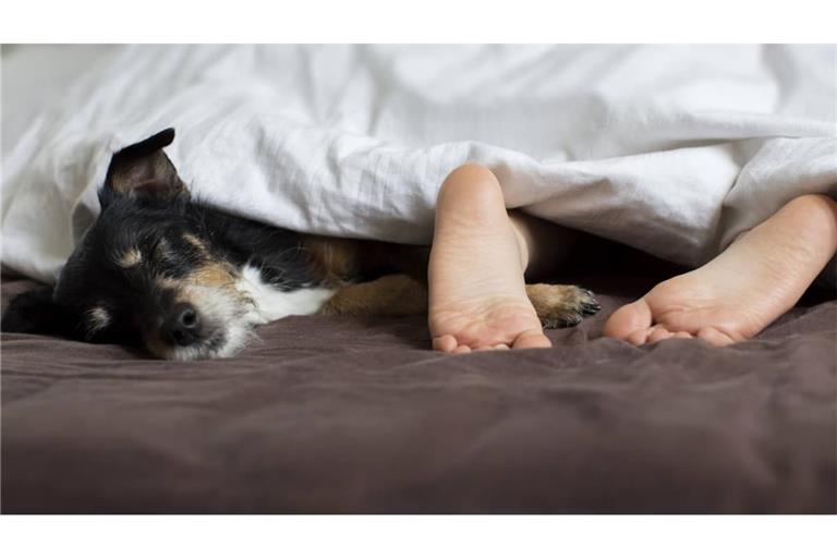 Würde man Hunde fragen, wäre die Sache wohl klar: Natürlich schlummern sie eng an ihren Menschenkumpel gekuschelt, immer und überall. Als Rudeltiere schlafen Hunde generell gern eng beieinander.