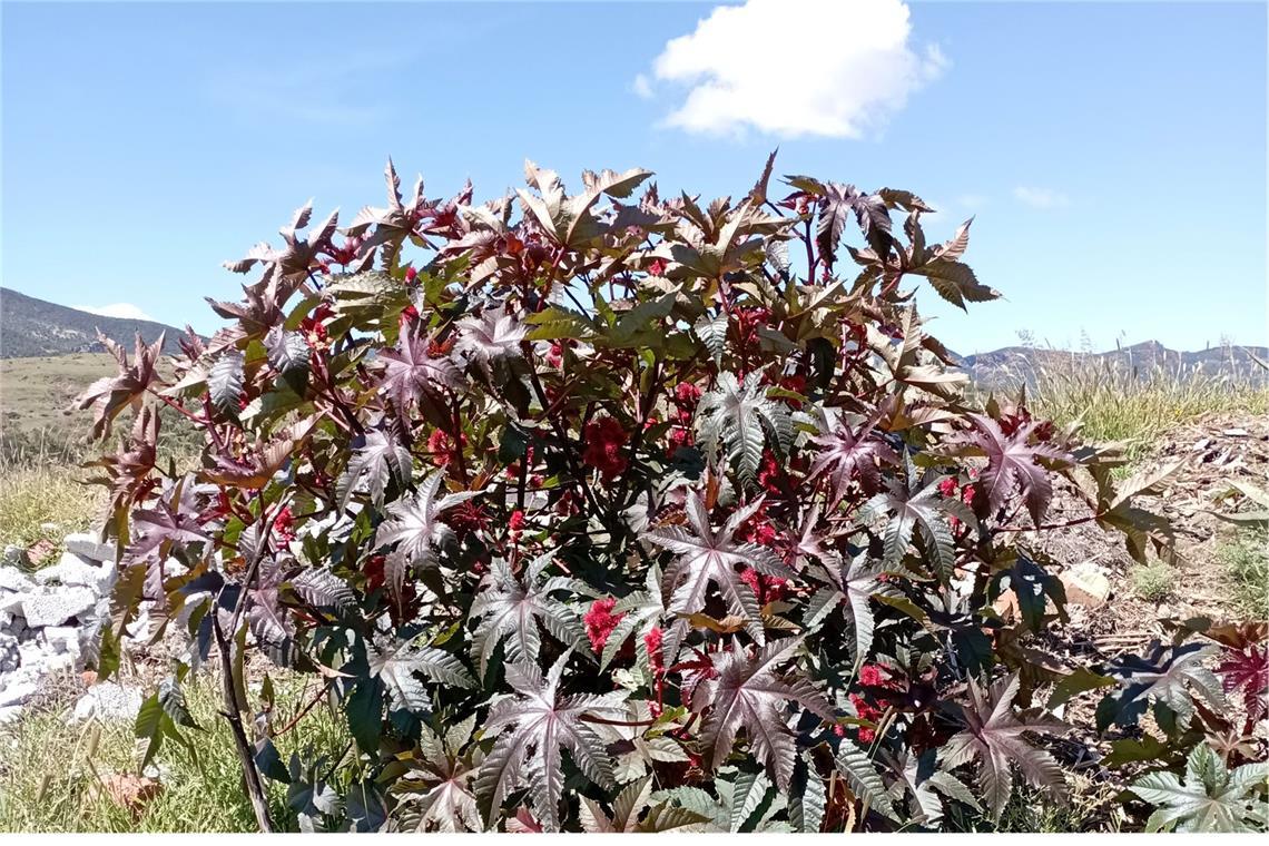 Gift im Garten: Bei diesen beliebten Pflanzen ist Vorsicht angesagt Wunderbaum, Rizinus (Ricinus communis L.): Die tiefroten Blätter sehen toll aus. Aber Vorsicht vor den Früchten! Sie enthalten Ricinussamen, die hochgiftig sind. Bei Kindern können schon drei bis fünf gut zerkaute Samen eine tödliche Dosis sein. Hautkontakt mit den Samen kann außerdem eine Allergie auslösen.