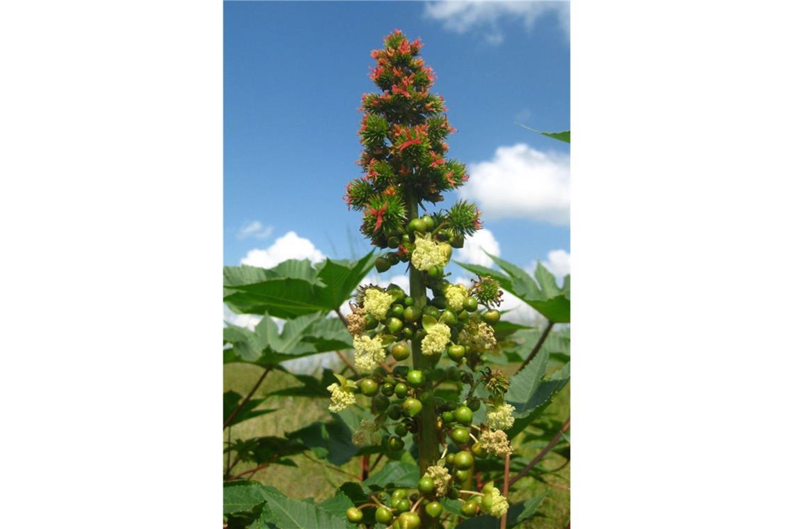 Gift im Garten: Bei diesen beliebten Pflanzen ist Vorsicht angesagt Wunderbaum, Rizinus (Ricinus communis L.): Er wird auch Christuspalme, Hundsbaum und Läusebaum genannt. Schon der Verzehr von zwei Samen ist für den Menschen absolut tödlich. Das im Baum enthaltene Gift führt zu einer Ricin-Vergiftung. Symptome sind Schleimhautreizungen, Schädigungen der Verdauungsorgane, Übelkeit und Erbrechen. Um nicht am Verzehr von Pflanzenteilen zu sterben, muss man sich sofort erbrechen, ein Gegengift ist nicht bekannt.