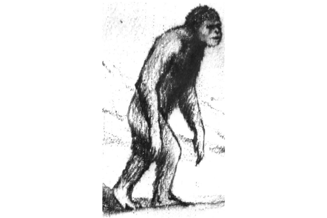 Yeti-Krabbe: „Kiwa tyleri“ besiedelt einen ähnlichen Lebensraum wie die verwandte Yeti-Krabbe „Kiwa hirsuta“ im Pazifik. Der Namensgeber von „Kiwa hirsuta“ ist der sagenhafte Yeti. Bei dem Schneemenschen handelt es sich um ein zweibeiniges, behaartes Fabelwesen, das im Himalaya lebt. Bisher wurde es angeblich nur von einheimischen Sherpas und dem Extrembergsteiger Reinhold Messner gesichtet.