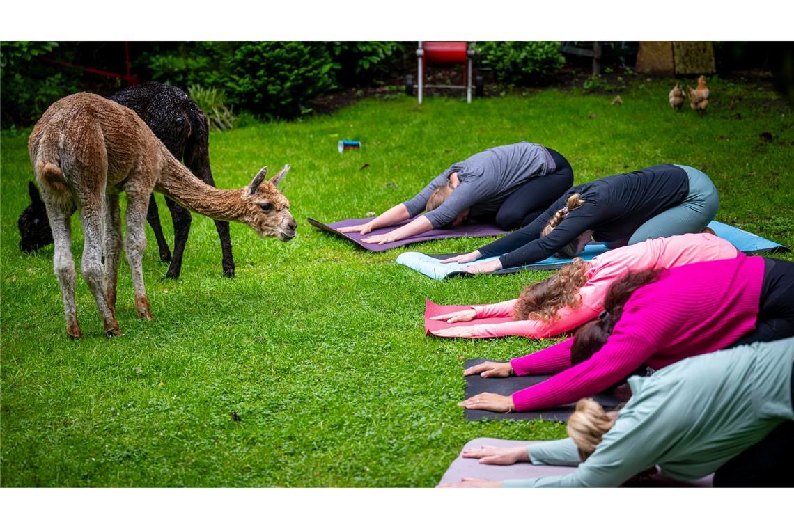 Bilder des Tages Yoga-Kurse an ungewöhnlichen Orten: Eine Yogalehrerin gibt eine Yogastunde neben Alpakas in Niedersachsen.