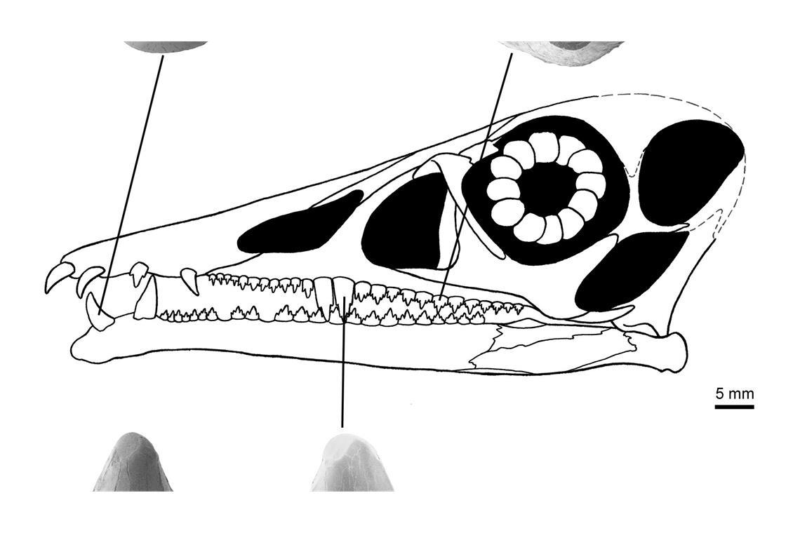 Zähne des Flugsauriers Eudimorphodon