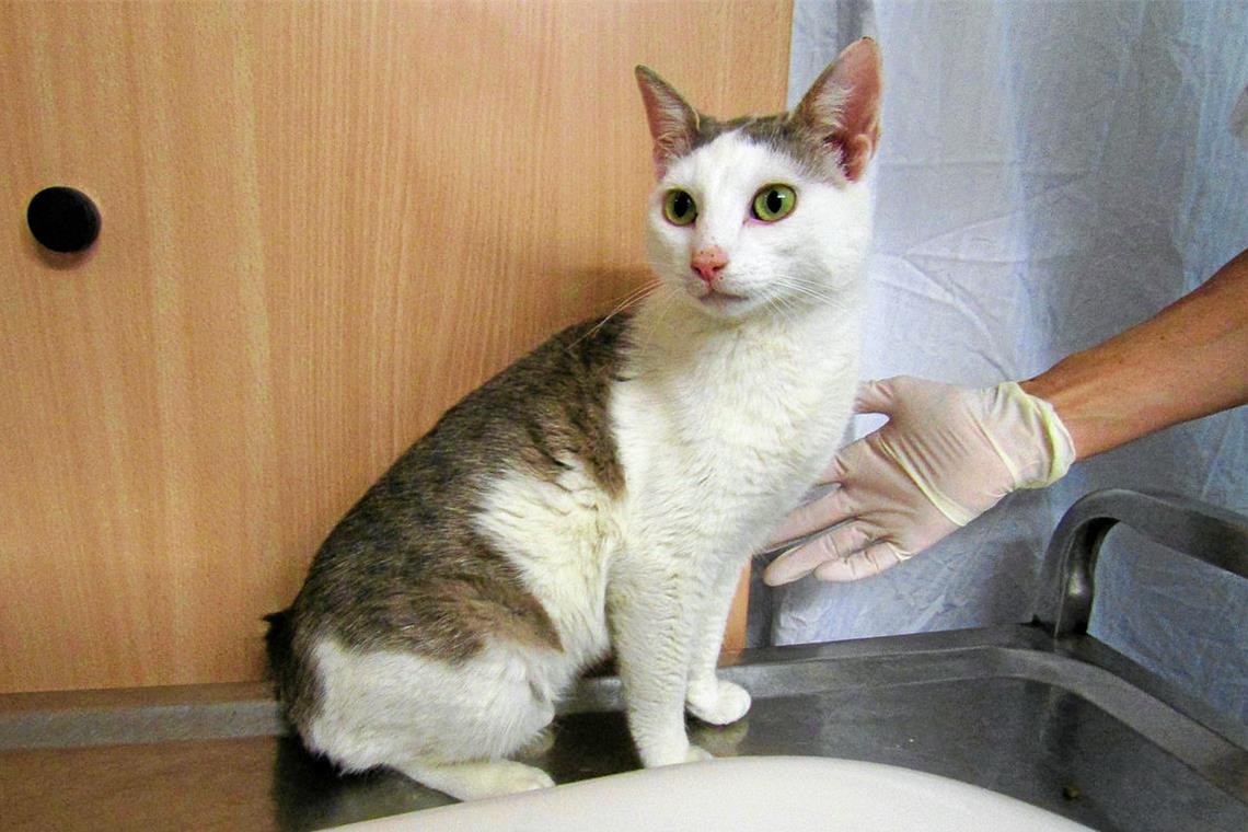 Neuankömmlinge im Tierheim Zahida.