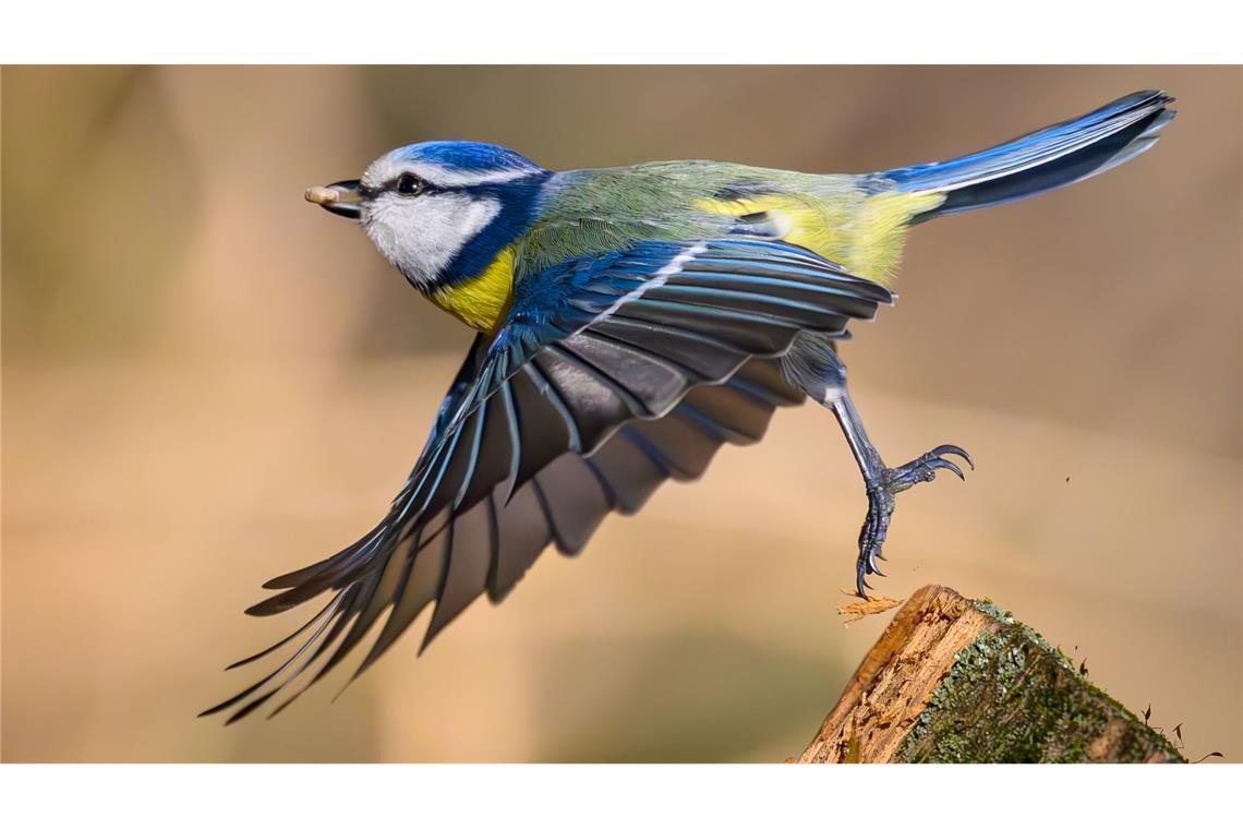 Zahl und Vielfalt der Singvögel sind in den vergangenen Jahrzehnten parallel zum Insektenschwund gesunken. (Archivbild)