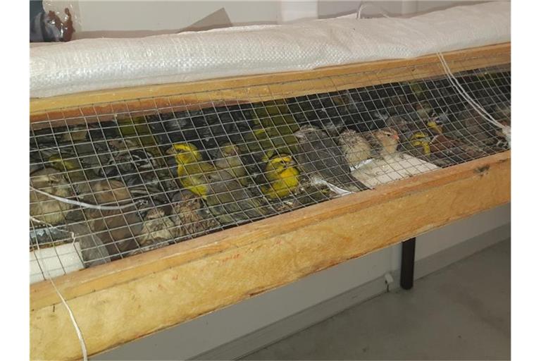 Zahlreiche Finken, die bei Passau in einem Auto gefunden wurden. Foto: --/Bundespolizei Passau/dpa