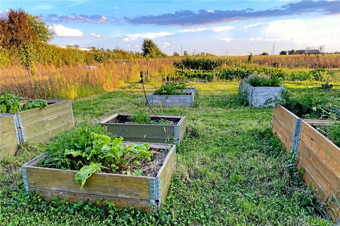 Backnangerin wird zu Wiener Heldin Zahlreiche Hochbeete stehen in dem Garten. Jede Gruppe betreut ihr eigenes.