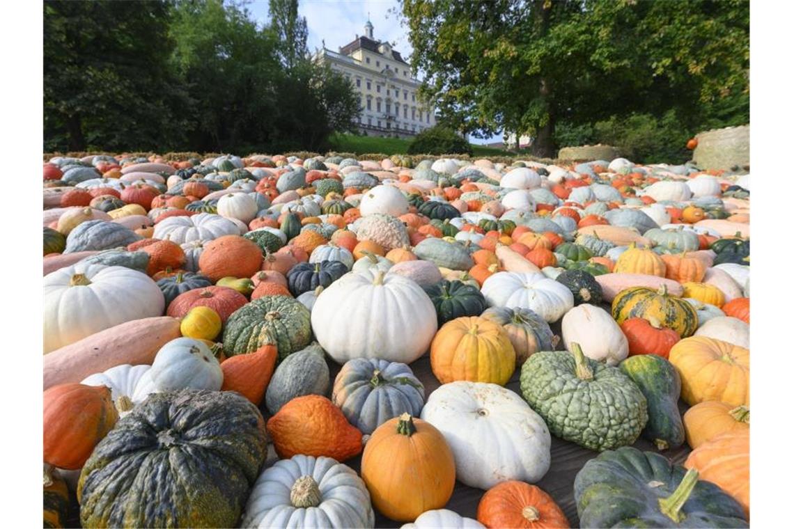 Ludwigsburger Ausstellung startet mit tonnenweisen Kürbissen