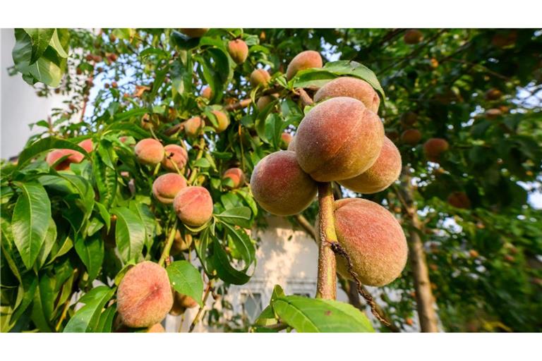 Zahlreiche Pfirsiche wachsen auf einem Pfirsichbaum in der Region Hannover.