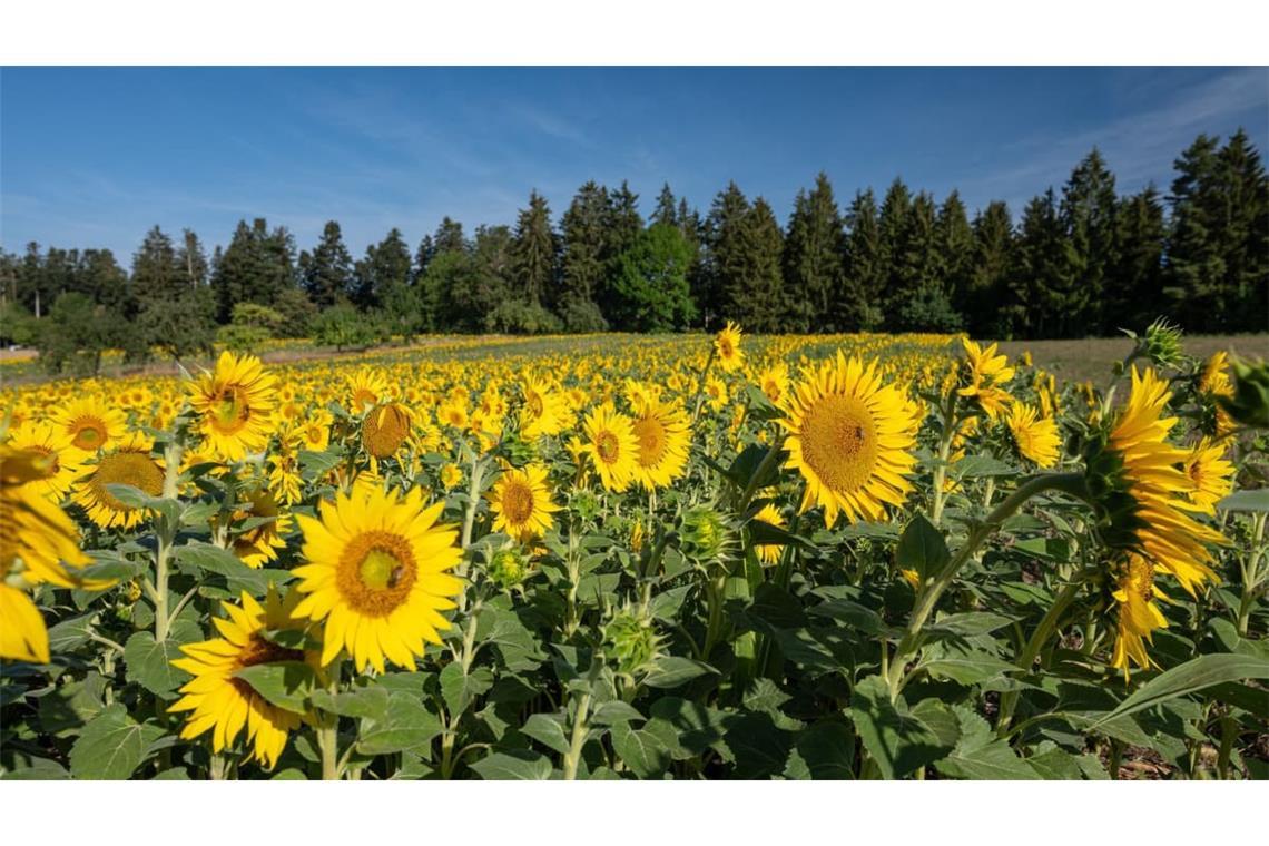 Zahlreiche Sonnenblumen werden am Morgen von der Sonne angestrahlt.