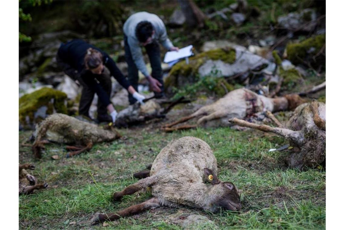 Abschuss von Wölfen wird einfacher Zahlreiche tote Schafe werden von Vertretern der Forstlichen Versuchs- und Forschungsanstalt Baden-Württemberg (FVA) untersucht. Ein Wolf war vermutlich für die toten Tiere verantwortlich. Foto: Christoph Schmidt