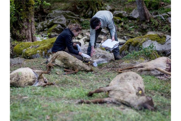 Zahlreiche tote Schafe werden von Vertretern werden untersucht. Foto: Christoph Schmidt/dpa