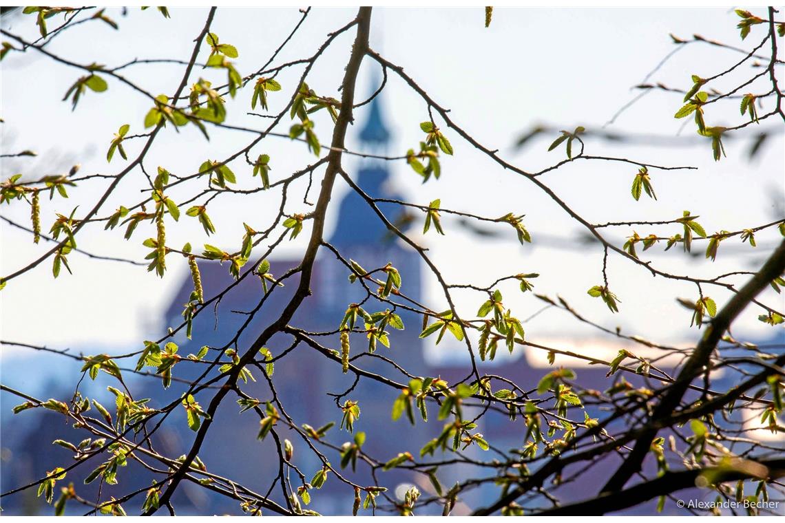 Zartes grün mit Stadtturm im Hintergrund.