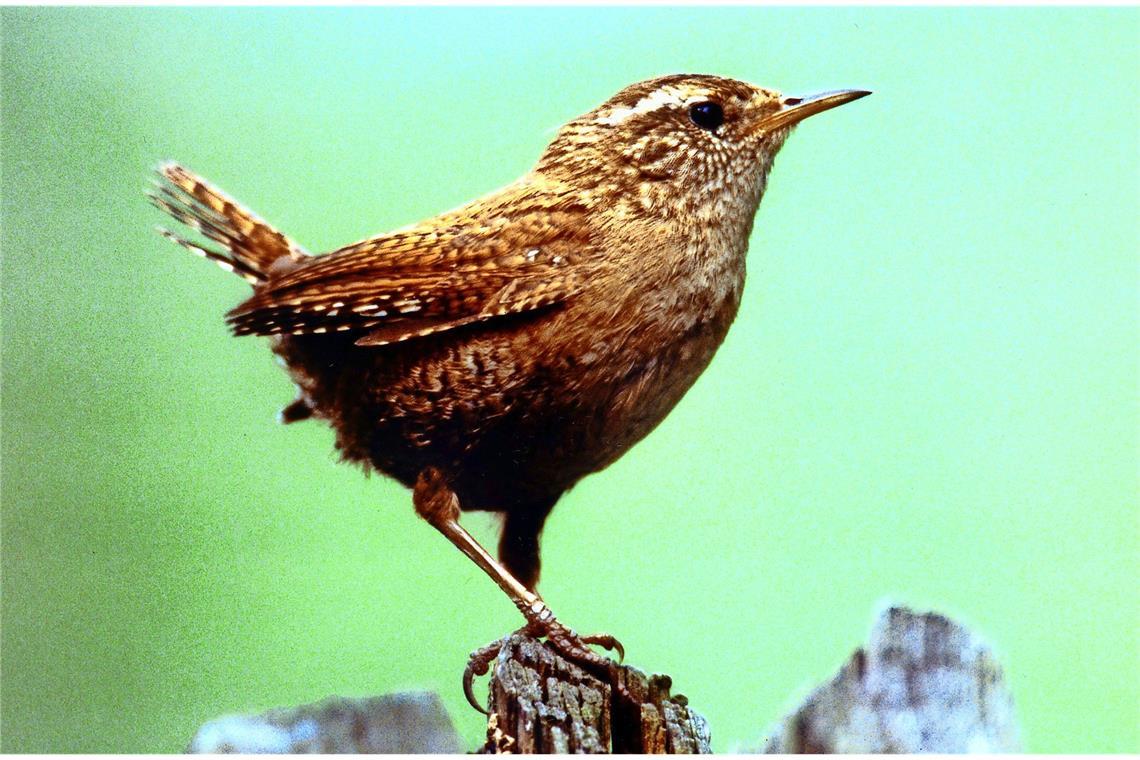 Zaunkönig (Troglodytes troglodytes).