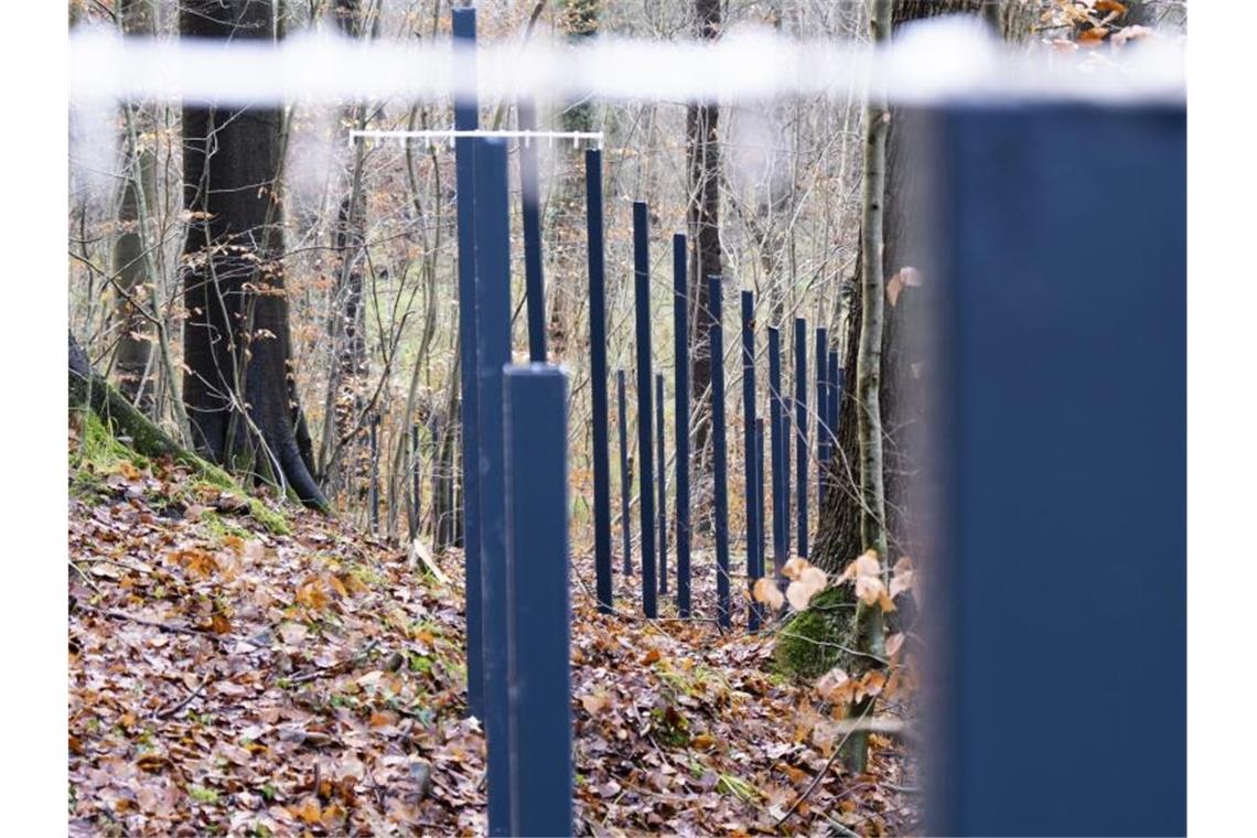 Zaunpfähle stehen im Waldboden: Der umstrittene Wildschweinzaun an der deutsch-dänischen Grenze. Foto: Frank Molter/dpa