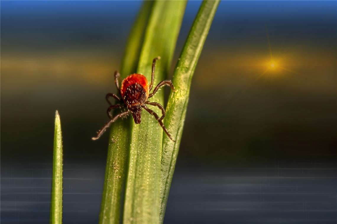 Zecken haben jetzt wieder Hochsaison Zecken hängen sich an Wirbeltiere, um ihr Blut zu saugen. Foto: pixabay/E. Karits