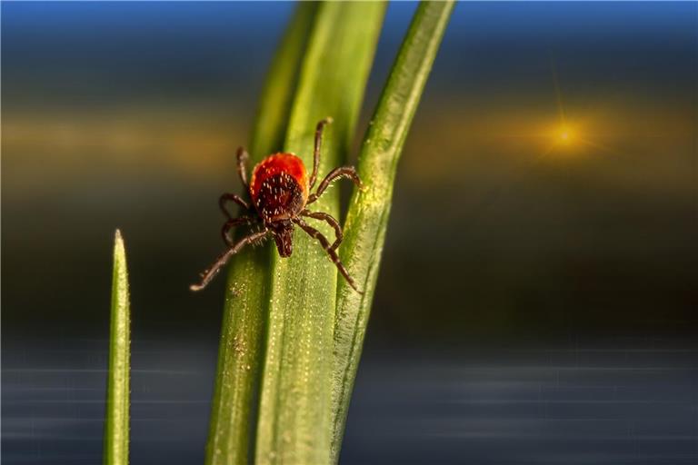 Zecken hängen sich an Wirbeltiere, um ihr Blut zu saugen. Foto: pixabay/E. Karits