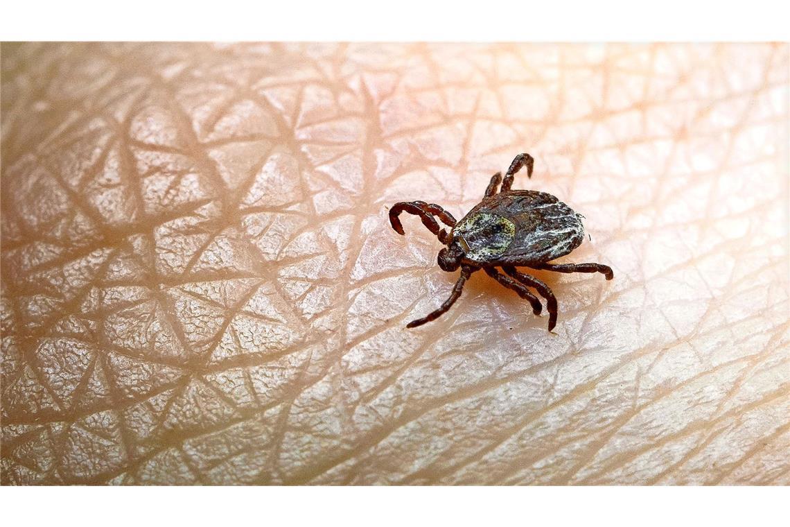 Zecken können Krankheiten übertragen, etwa FSME. Stuttgart und die Region gelten als FSME-Risikogebiete.