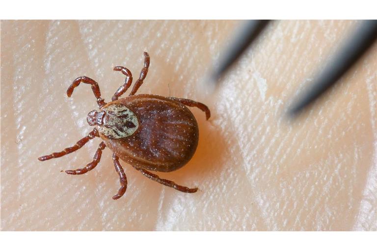 Zecken sind inzwischen ganzjährig aktiv, sie erobern selbst kühle Berglagen und verbreiten das FSME-Virus in ganz Deutschland.(Symboldbild)